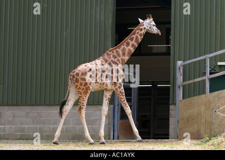 A young Rothschild giraffe Giraffa camelopardalis rothschildi enjoys walking at Paignton Zoo nature reserve Devon England UK Stock Photo