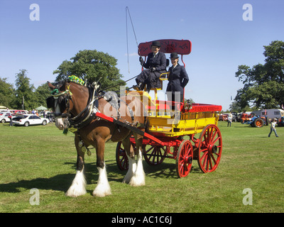 Bruno the Shire horse in harness at the Trent Park county fair. Stock Photo