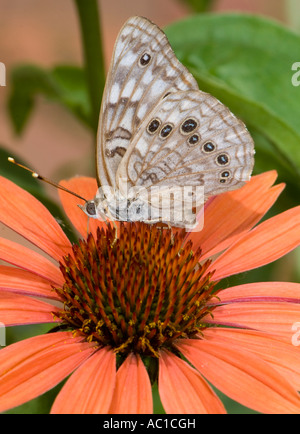 Hackberry Emperor Butterfly Asterocampa celtis nectaring on Orange Coneflower, Echinacea. Oklahoma, USA. Stock Photo