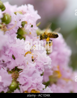 Honey Bee, Apis mellifera, flying to Lagerstroemia indica, ‘early bird lavender’ crape myrtle blossom. Oklahoma, USA. Stock Photo