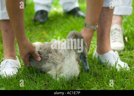 Swan Upping A cygnet a baby swan about to be weighed and measured Henley on Thames Oxfordshire England Stock Photo