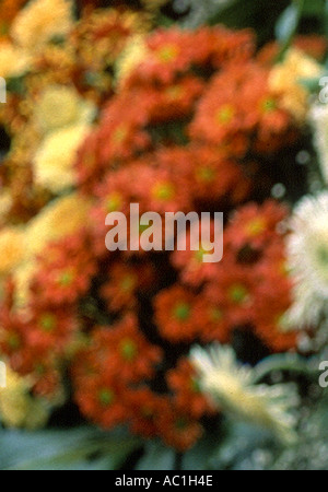 FLOWERS ABSTRACT Stock Photo
