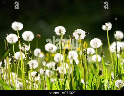 Dandelions in meadow Stock Photo