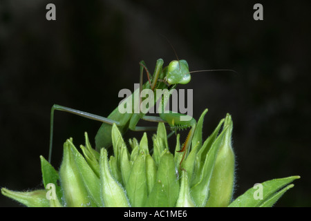 Closeup of a Preying Mantis  cleaning its legs, against a dark background. France Stock Photo