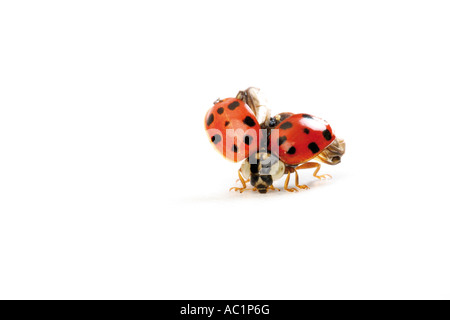 Ladybug spreading wings, close-up Stock Photo