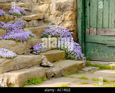 Over grown stone steps Stock Photo