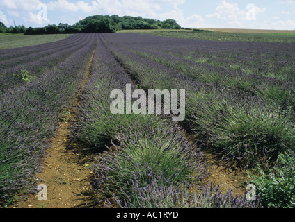 Lavender Fields At Heacham In Norfolk Uk Stock Photo