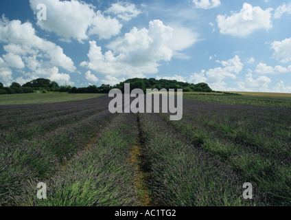 Lavender Fields At Heacham In Norfolk Uk Stock Photo