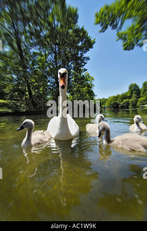 Germany, Munich, swans on pond Stock Photo