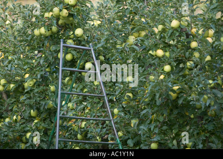 Ladder and Vinschgau apple trees, Alto Adige, Italy Stock Photo