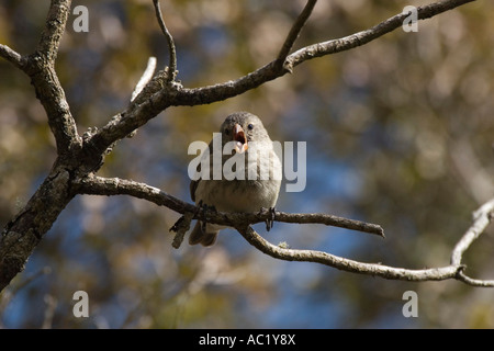 medium tree finch on Floreana island Galapagos Stock Photo