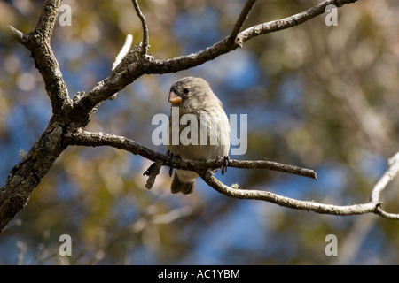 Medium tree finch on Floreana island Galapagos Stock Photo