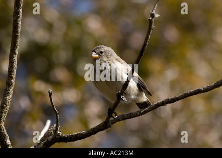 Medium tree finch on floreana island Galapagos Stock Photo