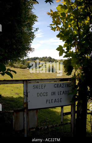 Sheep grazing dogs on leads sign on gate Stock Photo