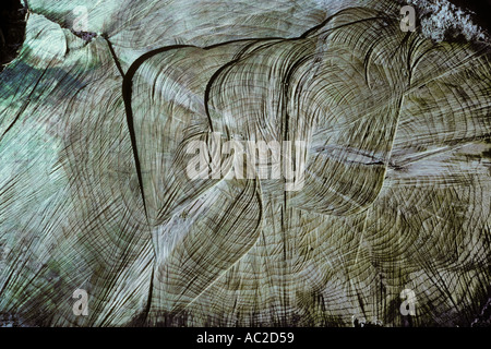 Sawn off tree stump close up Stock Photo