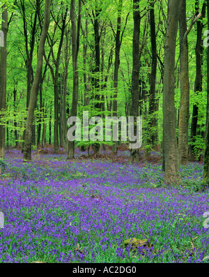 May in Micheldever Woods near Winchester Hampshire UK Stock Photo