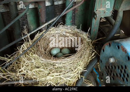 Blackbird nest situated in old machinery Stock Photo