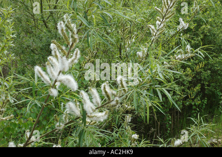 Downy seed of Crack Willow Stock Photo