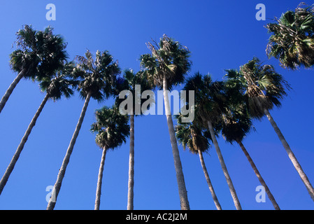 Palm Trees at Doheny State Beach in Southern California, USA Stock Photo