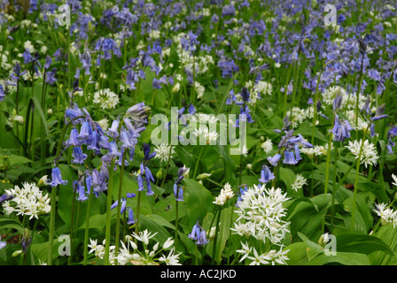 A mixture of Bluebell and Ramsons or Wild Garlic Stock Photo