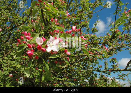 Close up on Apple Blossom with blue sky Stock Photo