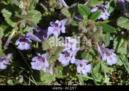 Ground Ivy forming a thick mat Stock Photo