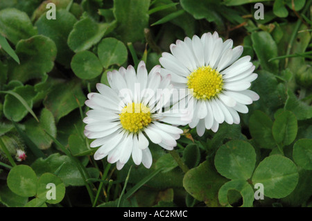 Close up on Daisies growing in grass lawn Stock Photo