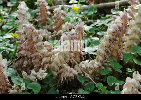 Toothwort growing in Hazel coppice Stock Photo