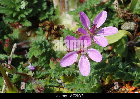 Close up on Common Storksbill flowers Stock Photo