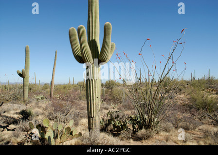 Desert scene with mature Saguaro, Carnegiea gigantea, Ocatillo, Cholla and Prickly Pear cactuses, Sonoran Desert, Arizona Stock Photo