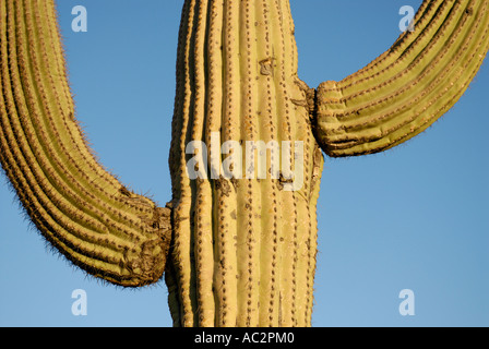 Saguaro Cactus, Carnegiea gigantea, close-up abstract  with two arms against blue sky, Sonoran Desert, southwestern USA Stock Photo