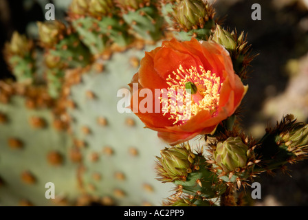 Red flower of prickly pear cactus, Opuntia sp, Sonora Desert Stock Photo