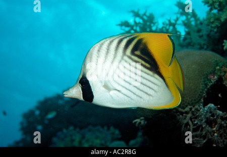 Threadfin butterflyfish Chaetodon auriga Sudan Africa Red Sea Stock Photo