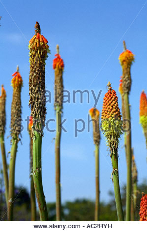 Kniphofia uvaria grandiflora Stock Photo