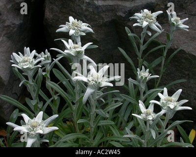 Alpine Edelweiss Flowers growing in garden with rocks Stock Photo