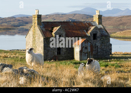 Blackface sheep (Ovis aries) on pasture with a ruined croft house Isle of Lewis Outer Hebrides Western Islands Scotland UK Stock Photo