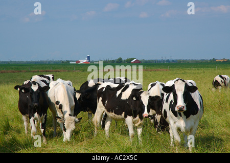 Holstein cows in field coming to take a look Stock Photo - Alamy