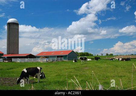 Holstein cows in a field with barn Stock Photo