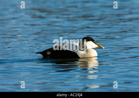 The Common Eider Duck (Somateria mollissima) male, Seahouses Harbour, Northumberland, UK, Europe Stock Photo