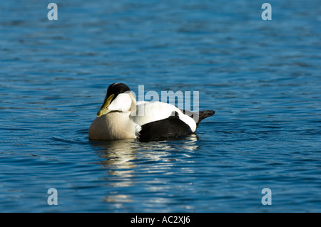 The Common Eider Duck (Somateria mollissima) male swimming in Seahouses Harbour, Northumberland, UK, Europe Stock Photo