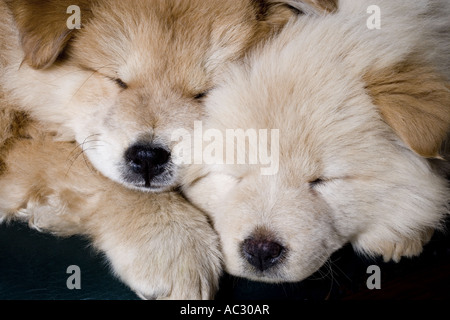 Chow puppies asleep Stock Photo