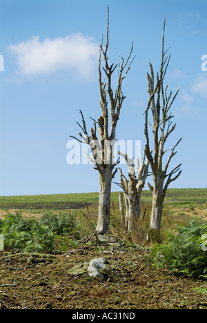 Dead Trees in Field of ferns Stock Photo