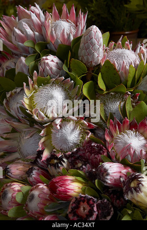 King Protea (Protea cynaroides), at the market, Portugal, Madeira, Funchal Stock Photo