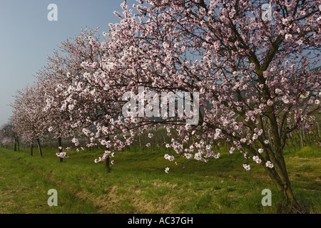 bitter almond (Prunus amygdalus), row of flowering trees, Germany, Rhineland-Palatinate Stock Photo