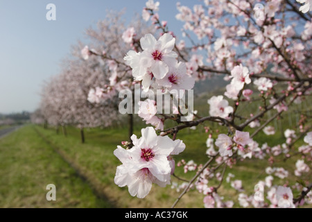 bitter almond (Prunus amygdalus), flowering twig in front of tree row, Germany, Rhineland-Palatinate Stock Photo