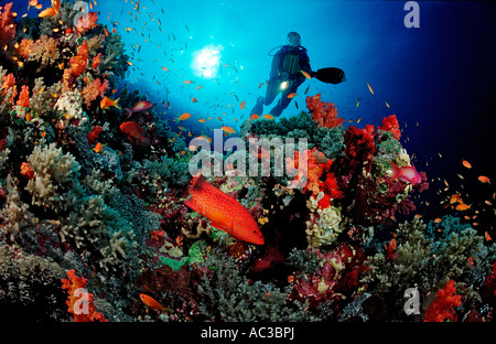 Coral grouper and scuba diver Cephalopholis miniata Sudan Africa Red Sea Stock Photo