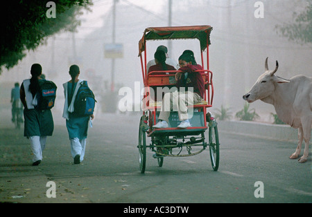 Children travelling to school in cycle rickshaw passing a sacred white cow Stock Photo