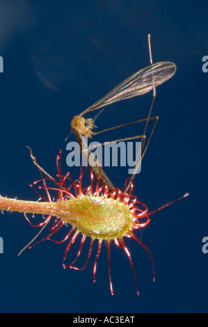 Insect caught by Sundew (Drosera madagascariensis) Perinet Reserve, Eastern MADAGASCAR Stock Photo
