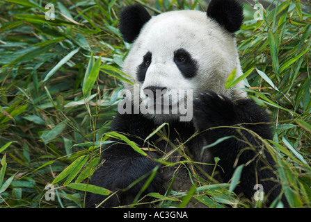 Giant Panda Ailuropoda melanoleuca feeding on bamboo Wolong Research and Conservation Centre Sichuan Szechwan Province China Stock Photo