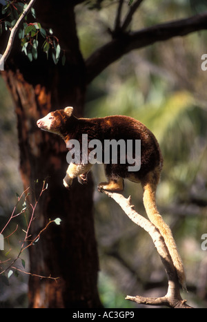 Matschie's  Tree Kangaroo Dendrolagus matschiei Stock Photo